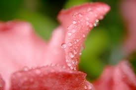 drops on pink rose petals